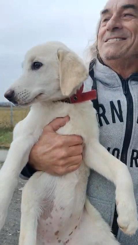 Sandy e Danny due meraviglie di 4 mesi e mezzo cercano casa Foto 4